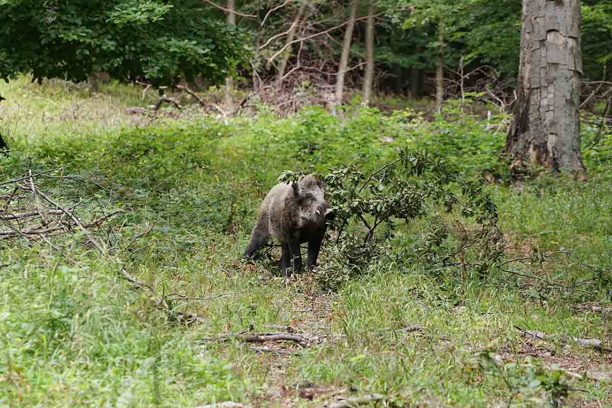 Comment utiliser une caméra de surveillance sur votre territoire de chasse ?